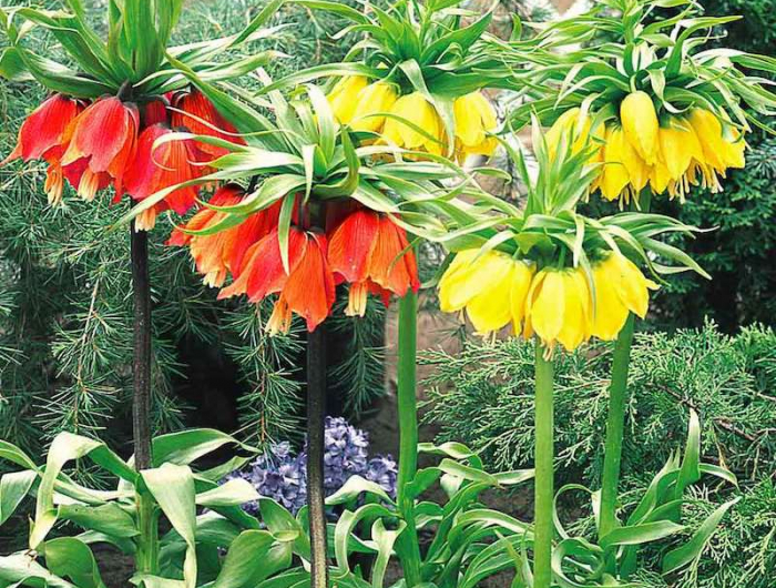 comment se debarrasser des taupes au jardin sicilla fleurs jaunes et rouges