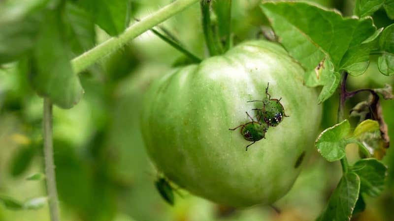 comment se débarrasser des insectes et des parasites avec du sel d epsom pour le jardin