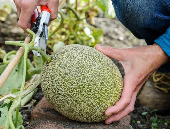 comment tailler les melons une main aui coupe une tige de melon
