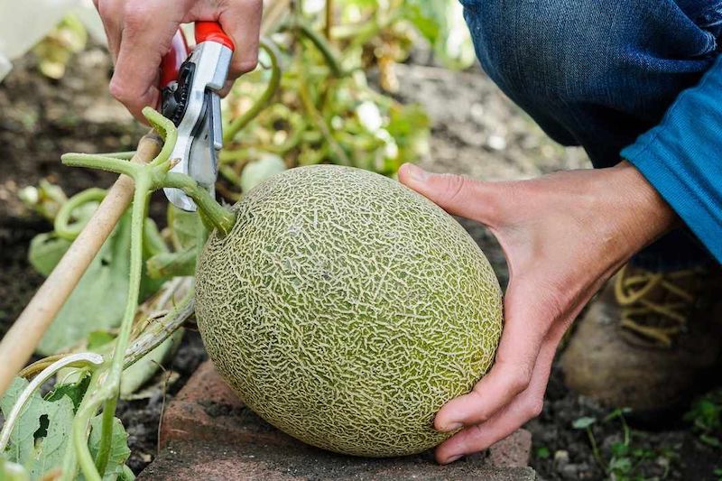 comment tailler les melons une main aui coupe une tige de melon