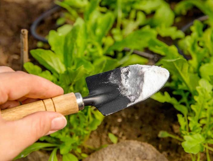 comment utiliser le bicarbonate de soude au potager au jardin desherber traiter contre maladies
