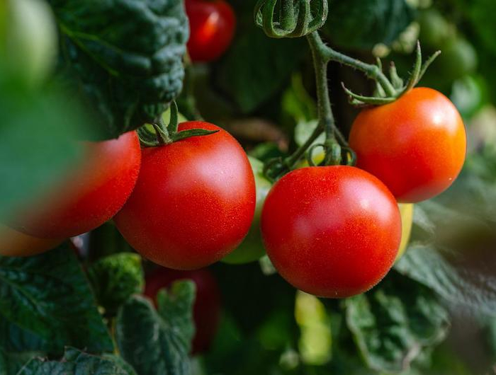 comment utiliser le sel d epsom pour les tomates idée sulfate magnesium jardinage