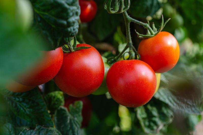 comment utiliser le sel d epsom pour les tomates idée sulfate magnesium jardinage