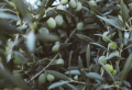 Comment traiter un olivier avec des feuilles qui jaunissent ?