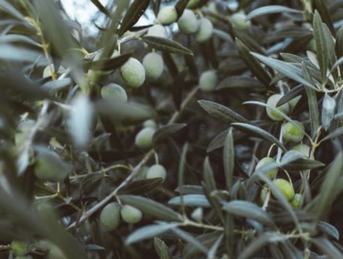 conseils et astuces pour soigner son olivier