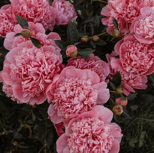 couleur pivoine rose plantation pivoine et entretien de la fleur