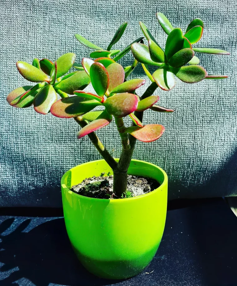 crassula ovata tout ce qu il faut savoir sur la culture