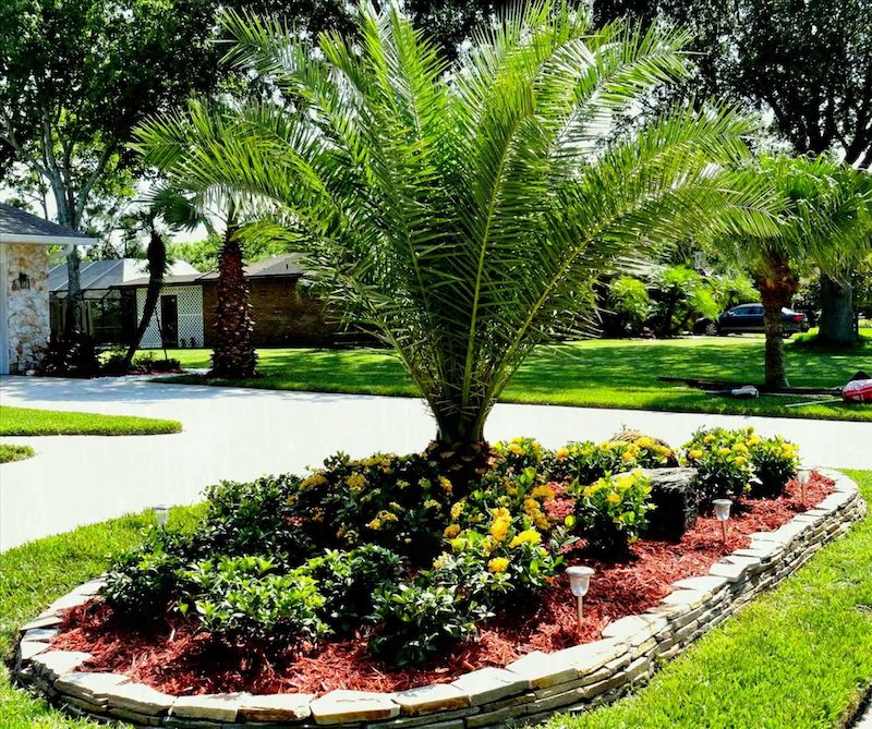créer un massif avec palmier exemple de plante exotique pour jardin provencale