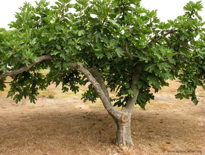 créer un massif méditerranéen avec figue arbre fruitier pour jardin provencal