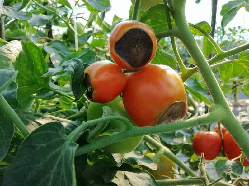 cul noir tomates comment bosster les plants de tomates sel d epsom pour le jardin