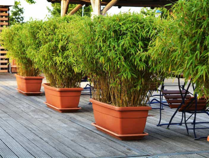 cultiver le bambou en pot sur une terrasse en bois