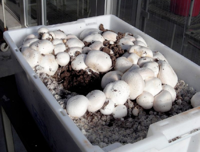 culture champignons professionnel dans un kit en plastique