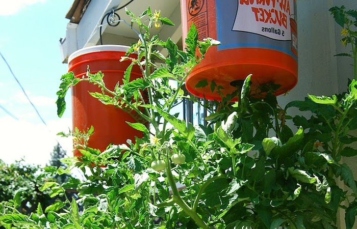 culture tomate en seau seau rouge de tomates suspendues