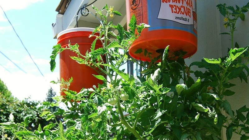 culture tomate en seau seau rouge de tomates suspendues