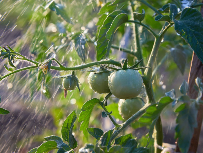 des tomates vertes sous l arrosage