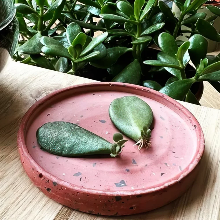 deux feuilles detachees du crassula ovata sur une assiette en ceramique