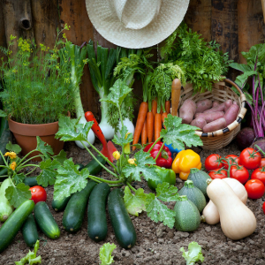 Que planter en juin au potager ? Liste complète des légumes pour un potager bio de dernière minute