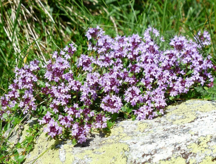 du thym suvage un couvre sol par excellance fleurs violettes sur un rocher
