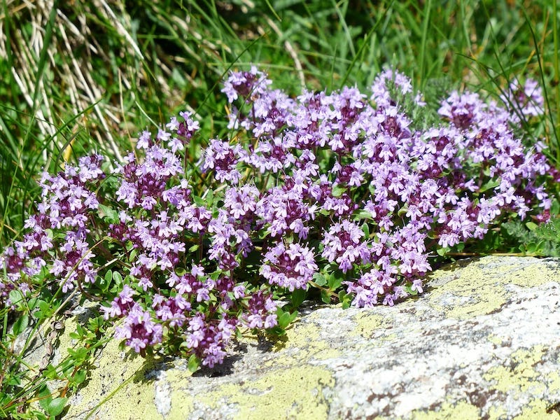 du thym suvage un couvre sol par excellance fleurs violettes sur un rocher