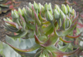 Voici les meilleures plantes grasses rustiques pour rocaille sans entretien