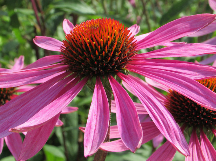 echinancee grande fleur de couleur rose dans un jardin