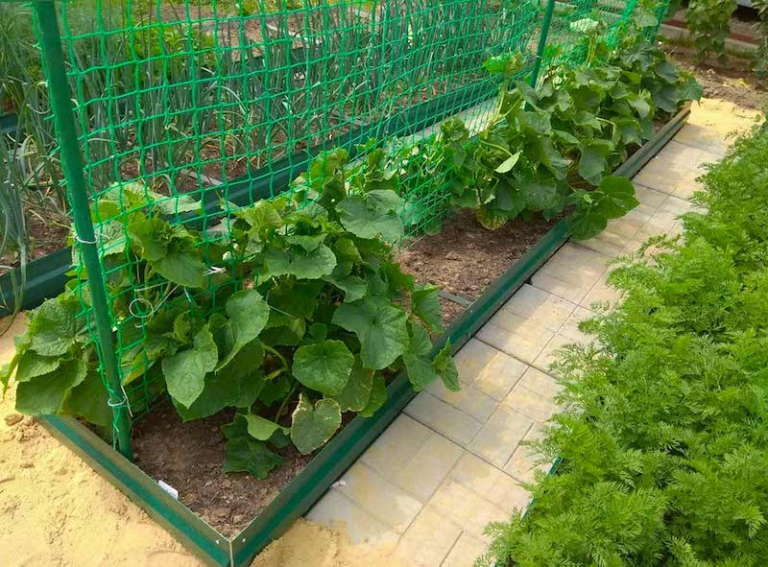 Comment booster un pied de aux engrais naturels — free download