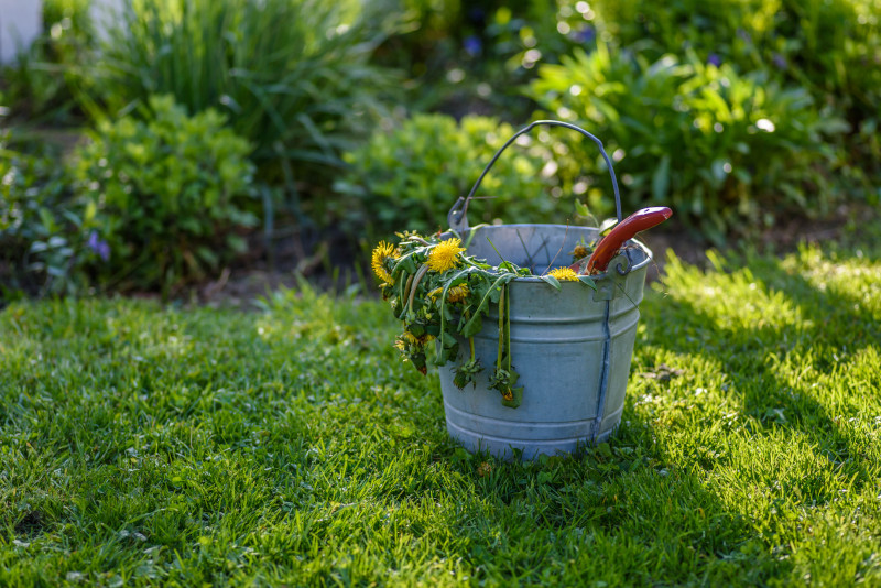 comment traiter le pissenlit sans endommager la pelouse