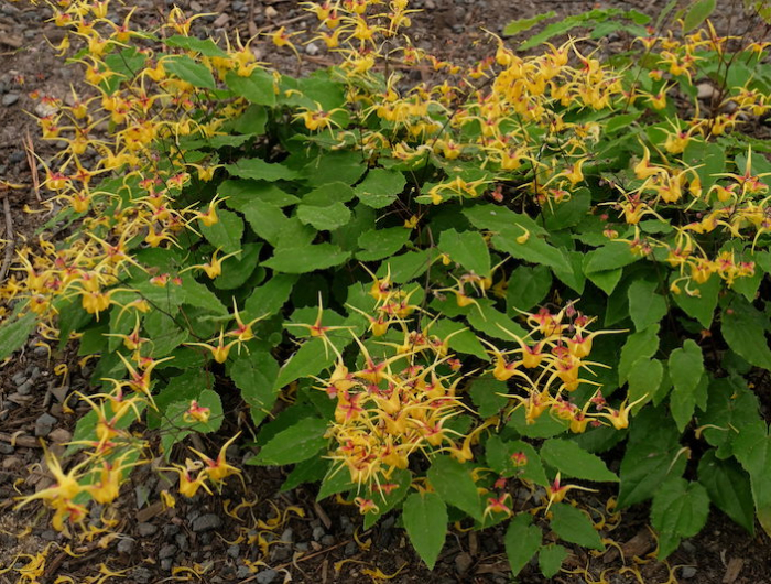 epimedium feuilles verte et floraison jaune