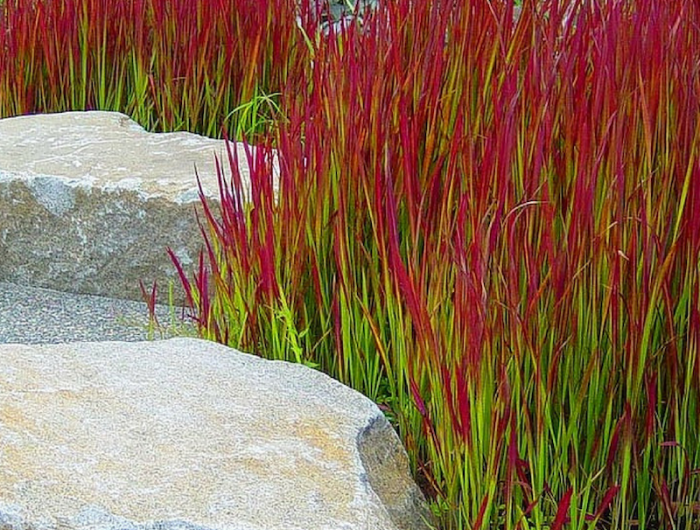 est ce les plantes grasses craignent le gel hesperaloe parviflora