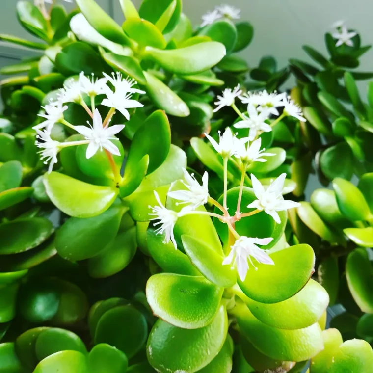 est ce possible de faire fleurir le crassula ovata