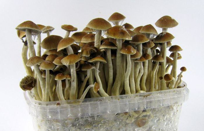 faire pousser des champignons a partir de champignons champignons longs
