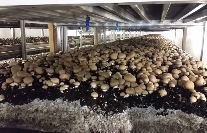 faire pousser des champignons a partir de champignons production en masse