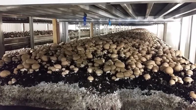 faire pousser des champignons a partir de champignons production en masse