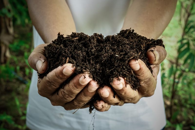 faire pousser des champignons sans kit compost dans deux mains