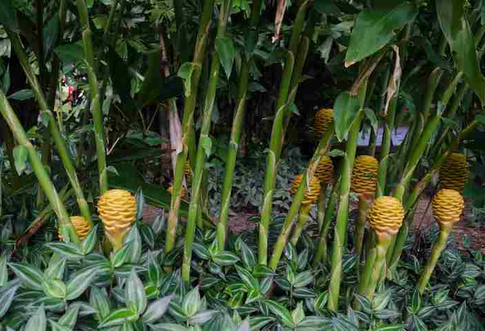 faire pousser du gingembre dans son jardin des plantes du gingembre