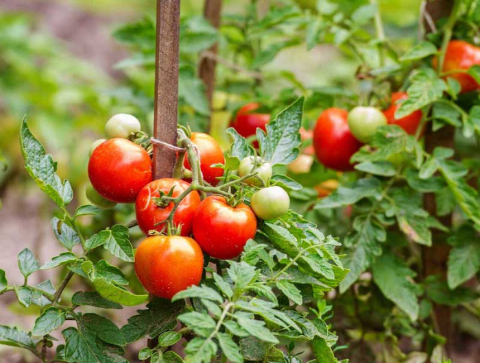 faire pousser les tomates rapidement grapes de tomates vertes et jaunes