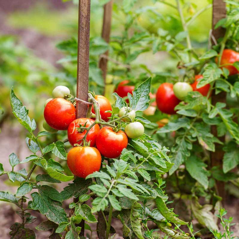 faire pousser les tomates rapidement grapes de tomates vertes et jaunes