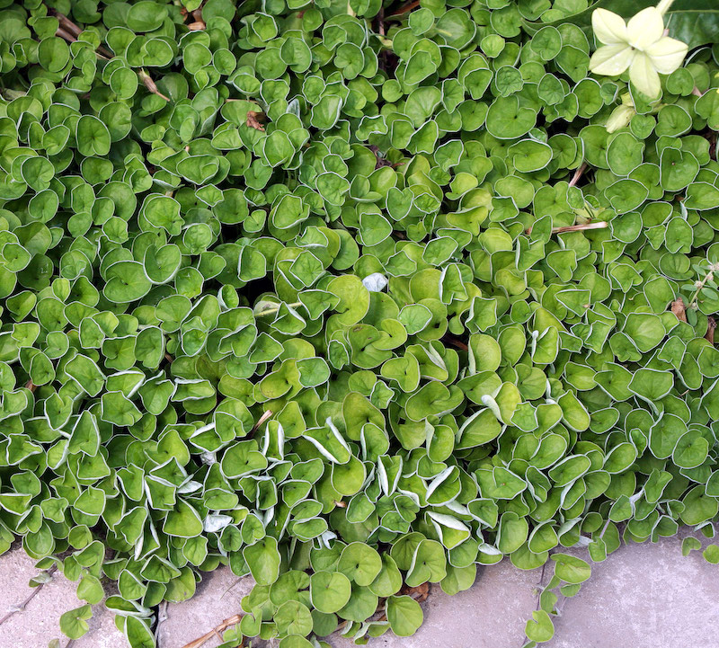 feuillage vert de dihondra pour pelouse