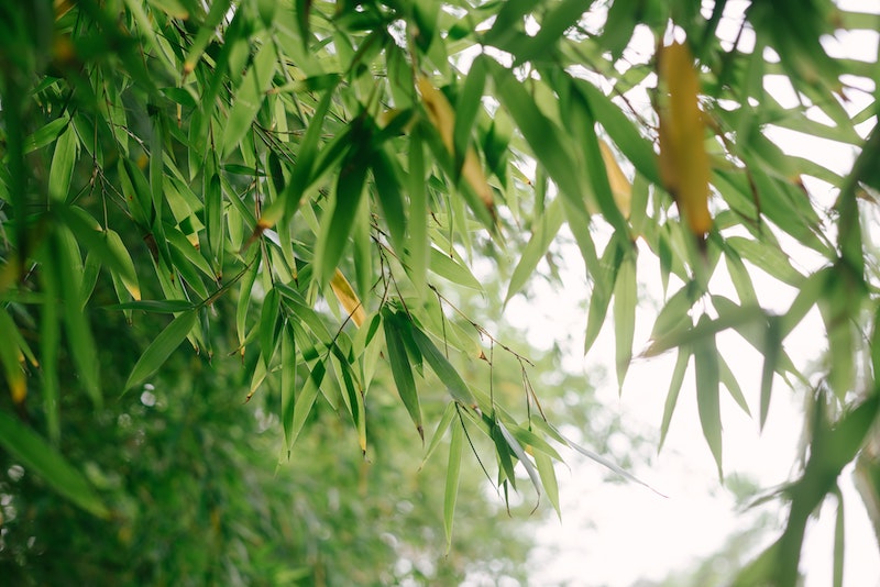 feuilles de bambou vert dans la nature