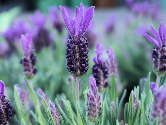 free image/jpeg resolution: 4000x2666, file size: 2.17mb, bright purple lavender closeup
