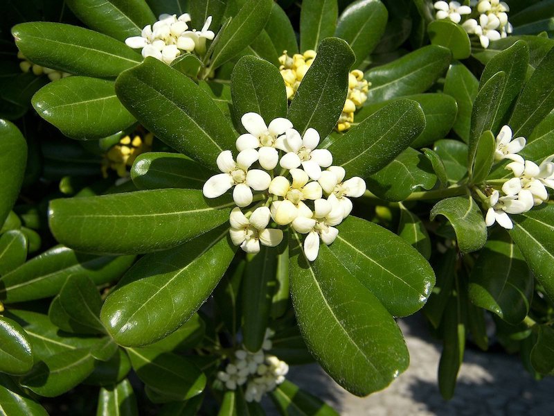 fleur exterieur sans entretien un beau pittosporum qvec feuilles blanches