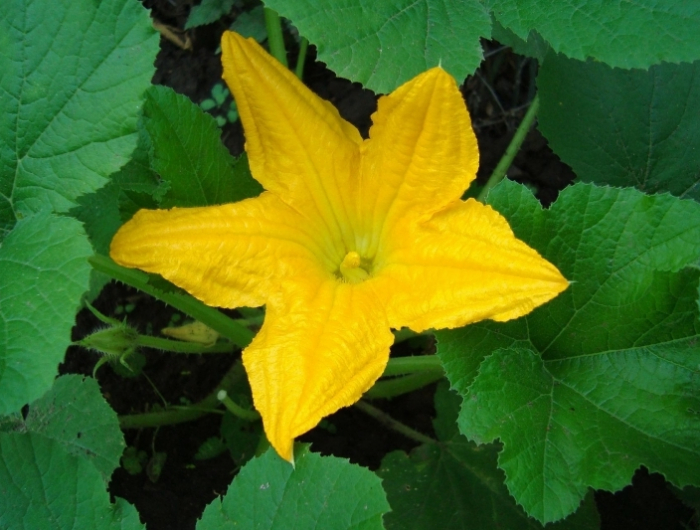 fleur masculine ou female legumes faire pousser courgette jardin