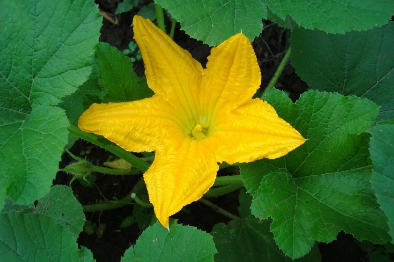 fleur masculine ou female legumes faire pousser courgette jardin