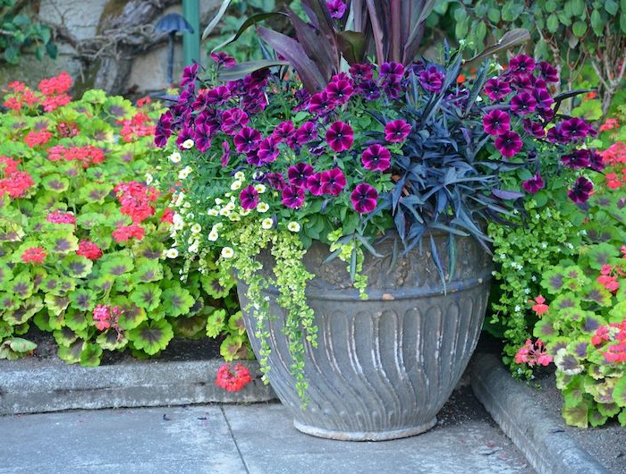 fleurs de couleur violette fonce dans un pot dans un jardin devant maison