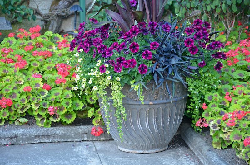 fleurs de couleur violette fonce dans un pot dans un jardin devant maison