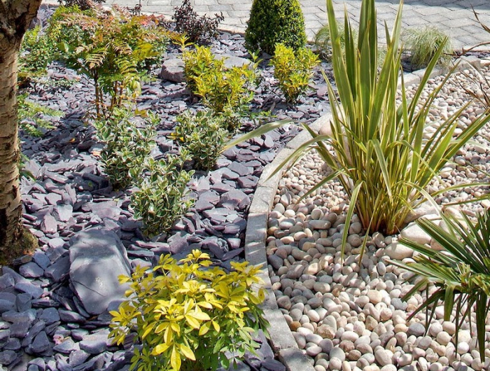gazon japonais ras jardin avec des plantes cqlloux blancs et graviers gris