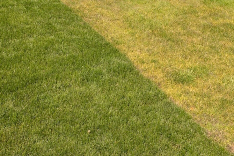 Pourquoi ma pelouse jaunit à certains endroits ? SOS conseils pour y