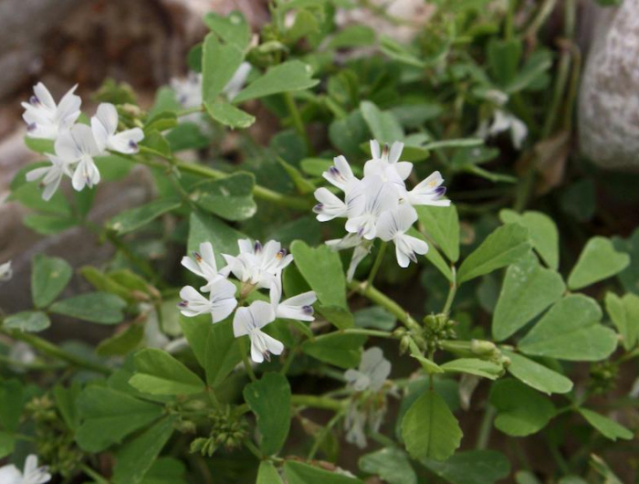 graine de fenugrec fenugret plante aux fleurs blanches