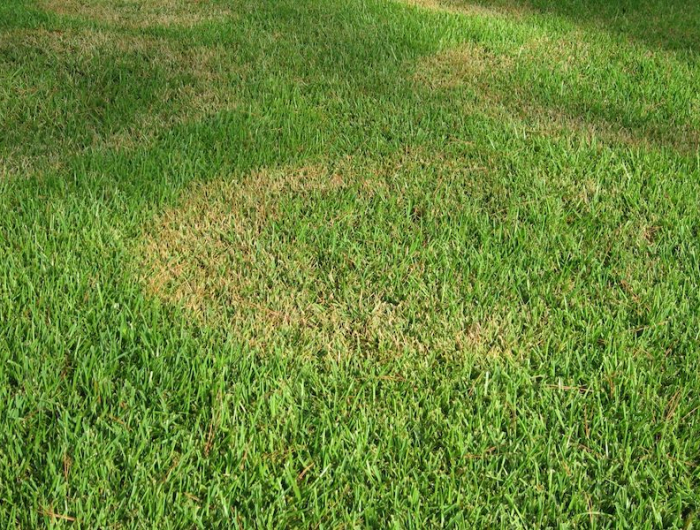 helminthosporiose gazon champignon maladie pelouse verte avec des taches jaunes