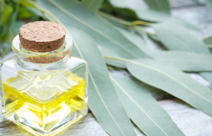 huile essentielle d eucalyptus bienfaits